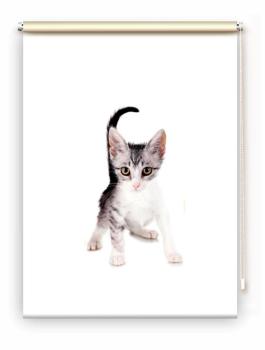 Rollo Loki Katzenbaby, Rollo, Motivrollo, Rollo mit Druck, Fotorollo, bedrucktes Rollo, Fensterrollo,verdunkelndes Rollo, Sonnenschutz